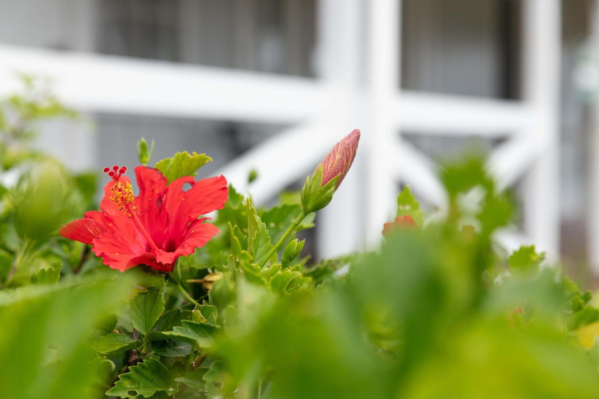 Castaway Norfolk Island Hotell Burnt Pine Eksteriør bilde